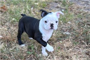 Catelyn - Boston Terrier for sale