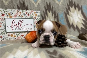 Warren - Boston Terrier for sale