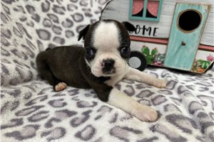 Kinsley - Boston Terrier for sale