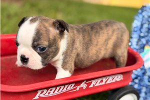 Monty - Boston Terrier for sale