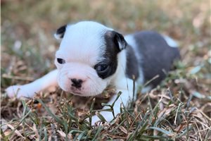 Catia - Boston Terrier for sale