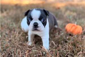 Charlie - Boston Terrier for sale
