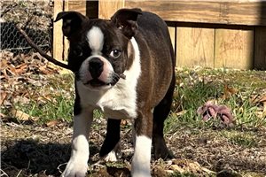 Ike - puppy for sale