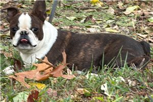 Pascal - Boston Terrier for sale