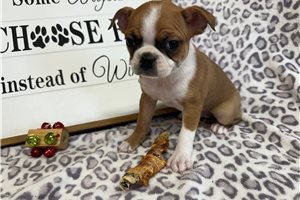 Ciara - Boston Terrier for sale