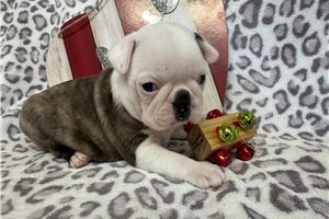 Franklin - puppy for sale