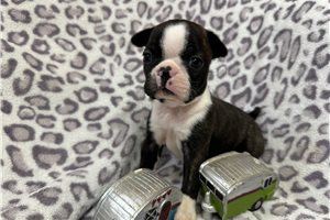 Kehlani - Boston Terrier for sale