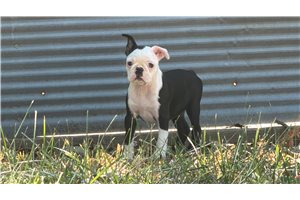 Catelyn - Boston Terrier for sale