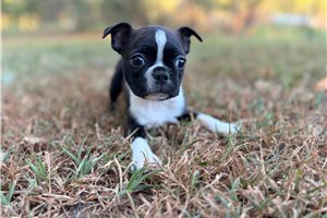 Daisy - puppy for sale