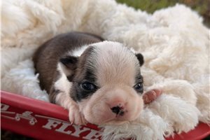 Starla - Boston Terrier for sale
