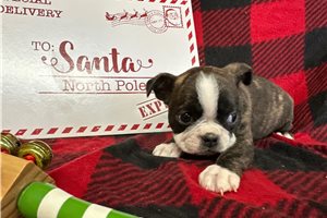 Lucas - Boston Terrier for sale