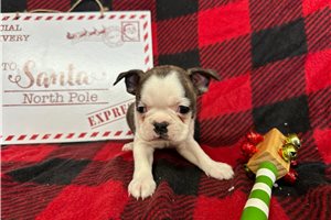 Liam - Boston Terrier for sale