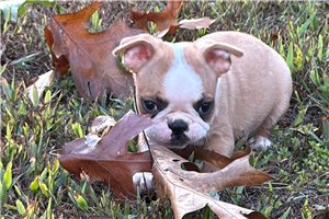 Fitz - Boston Terrier for sale