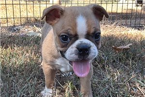 Frankie - Boston Terrier for sale
