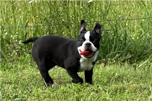 Everleigh - Boston Terrier for sale