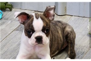 Ivy - Boston Terrier for sale