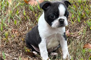 Cassie - Boston Terrier for sale