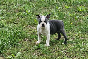 Delilah - Boston Terrier for sale