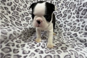 Kingston - puppy for sale