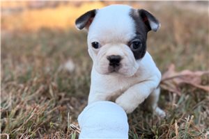 Catia - Boston Terrier for sale