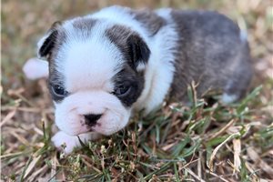 Catelyn - Boston Terrier for sale