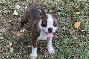 Thiago - puppy for sale