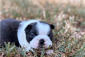 Charlie - Boston Terrier for sale