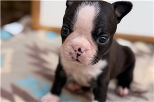Sterling - Boston Terrier for sale