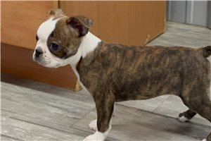 Weldon - Boston Terrier for sale