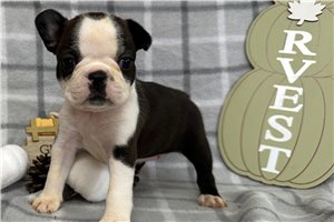 Vivienne - puppy for sale