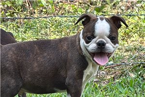 Pascal - Boston Terrier for sale