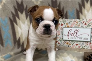 Wesley - Boston Terrier for sale