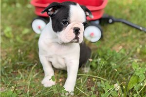 Kingston - Boston Terrier for sale
