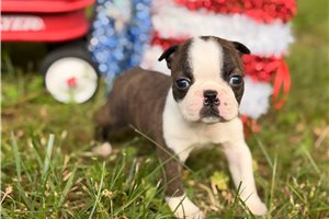Minnie - Boston Terrier for sale