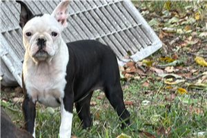 Catelyn - Boston Terrier for sale