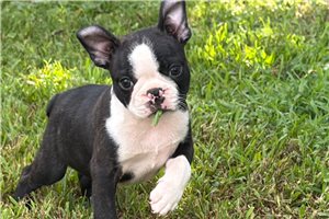Sterling - Boston Terrier for sale