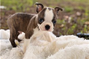 Monty - Boston Terrier for sale