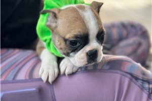 Erin - Boston Terrier for sale