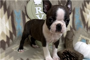 Violet - puppy for sale