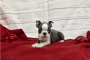 Aiden - puppy for sale