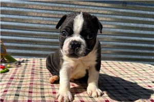 Edward - Boston Terrier for sale