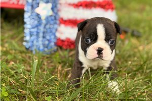 Minx - Boston Terrier for sale