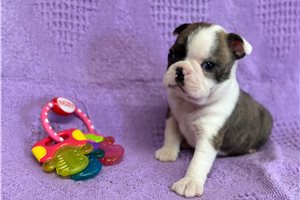 Dean - Boston Terrier for sale