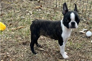 Emilia - Boston Terrier for sale