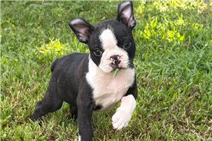 Sterling - Boston Terrier for sale