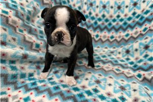 Kehlani - Boston Terrier for sale