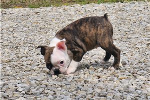 Daphne - Boston Terrier for sale
