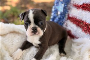 Percival - puppy for sale