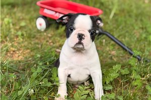 Kingston - Boston Terrier for sale
