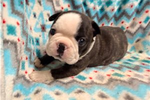 Tila - puppy for sale